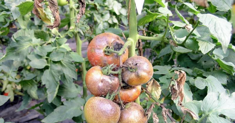 Cây cà chua bị thối rễ