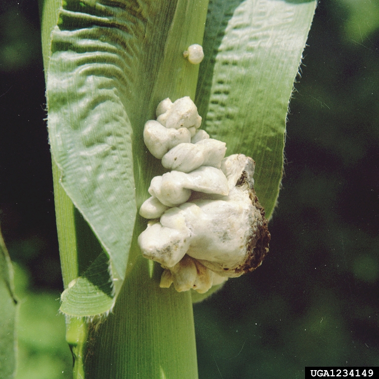 Bệnh gây hại trên bẹ lá và trên bắp ngô