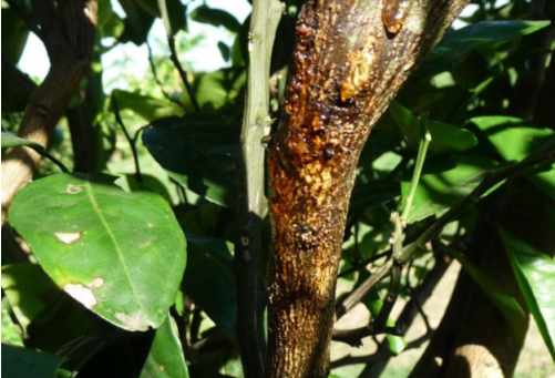 Hình 1. Bệnh chảy gôm, xì mủ xuất hiện trên cây có múi