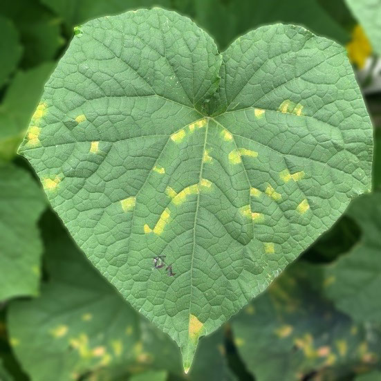 Hình 1. Bệnh giả sương mai