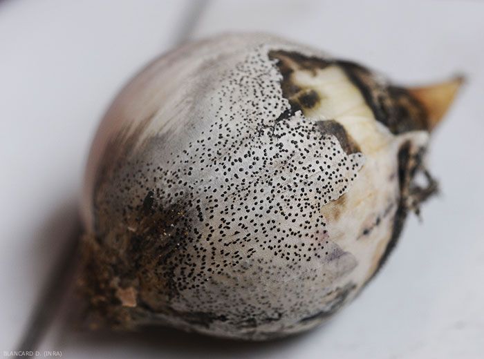 Hình 3: Nấm bệnh trên hành tây