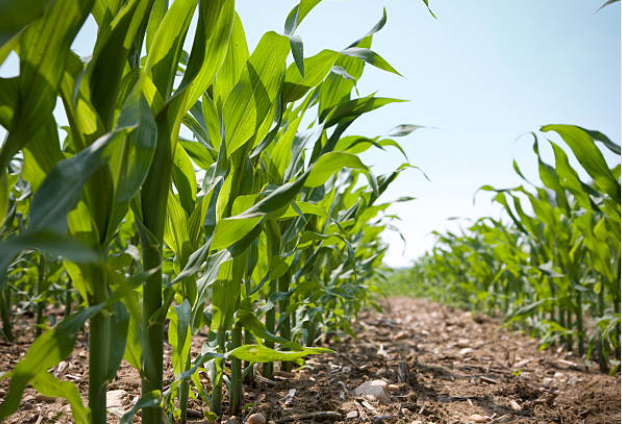 Hình 2 Cây ngô đủ kali cứng cáp và phát triển đều nhau