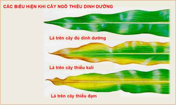 Hình 4 Dấu hiệu thiếu kali ở ngô ngược lại với dấu hiệu thiếu đạm