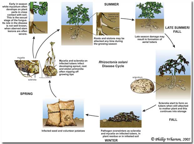 Hình 4: Quy luật phát sinh của mầm bệnh 