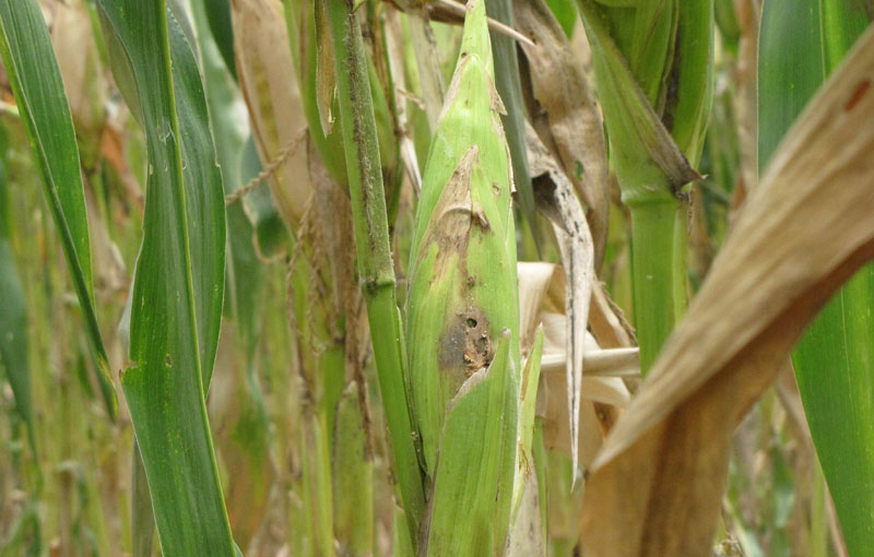 Hình 5 Thiếu Kali làm thân cây nhỏ, khả năng chống chịu sâu bệnh kém