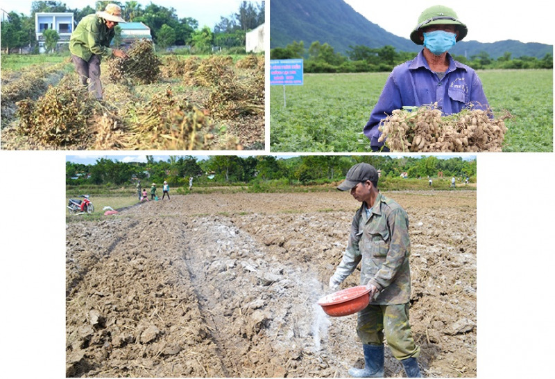 Hình 6: Giống L29 đạt năng suất, bà con thực hiện dọn sạch tàn dư vụ cũ, bón vôi 