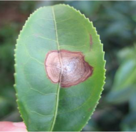 Hình 1: Bệnh đốm xám hại chè 