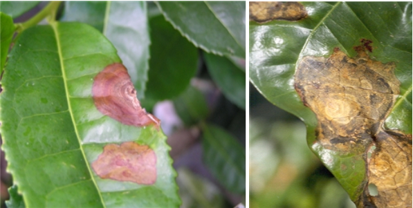Hình 2. Lá chè bị bệnh