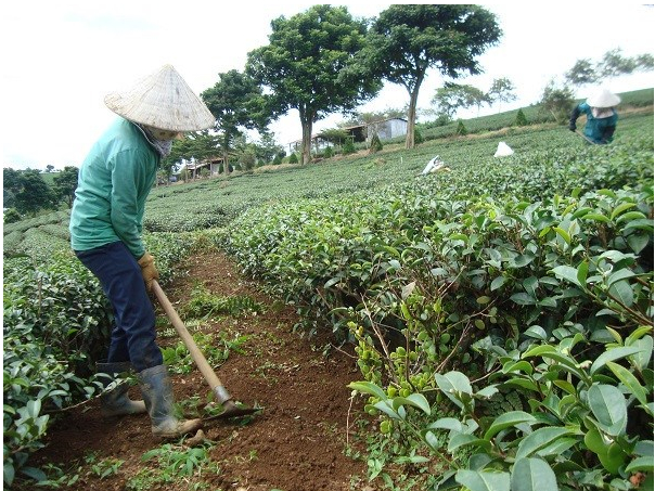 Hình 3: Làm vườn, xử lý lá cây bệnh