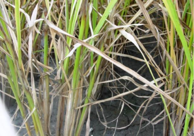 Hình 2. Bệnh khô vằn trên cây lúa gây ra bởi nấm Rhizoctonia solani