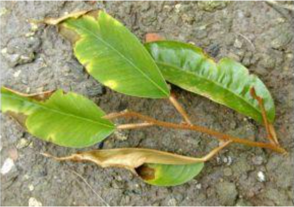 Hình 3. Bệnh chết lá, chết đọt ở sầu riêng do nấm Rhizoctonia solani gây ra