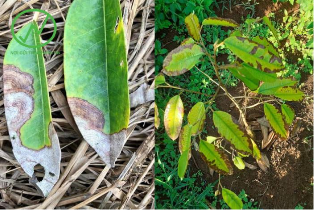 Hình 1. Bệnh cháy lá, chết đọt sầu riêng