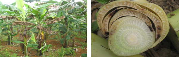 Hình 3 & 4: Triệu chứng bệnh cháy lá trên lá và bẹ chuối