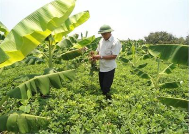 Hình 5: Luân canh, xen canh cây chuối với lạc