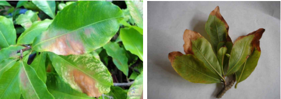 Hình 2. Vết bệnh trên lá