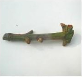 Hình 2: Vết u sần trên cành cây do nấm Zignoella Gorcirea