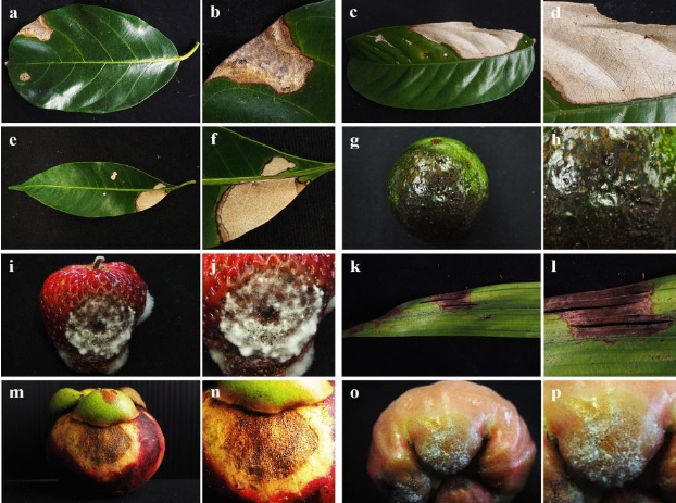 Hình 3: Pestalotiopsis sp trên một số loại quả