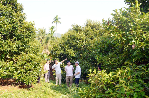 Hình 5: Quan sát dấu hiệu nhiễm bệnh ở vườn cây