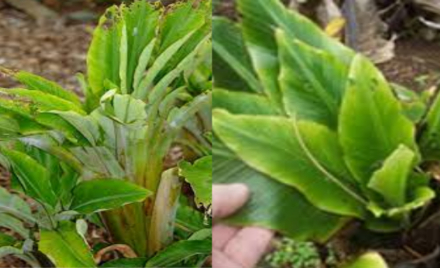 Hình 1. Bệnh chùn ngọn chuối