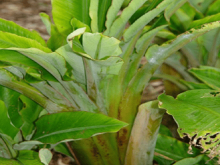 Hình 2. Triệu chứng của bệnh hại