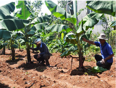 Hình 3. Biện pháp phòng bệnh