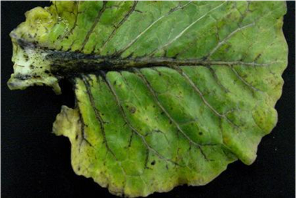 Hình 1. Bệnh đen gân lá cải bắp