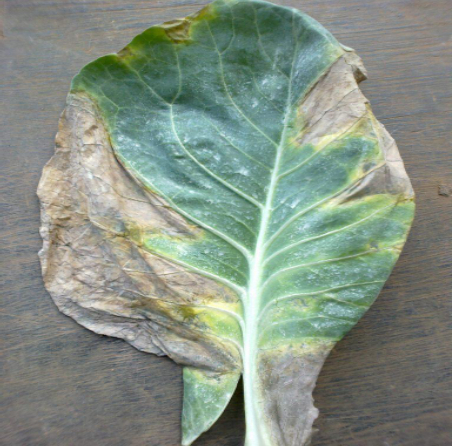 Hình 2. Dấu hiệu cháy bìa lá