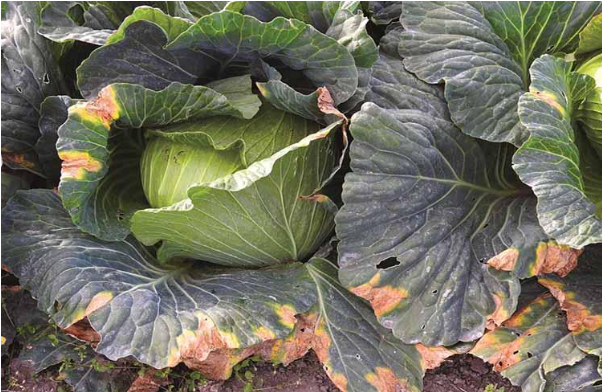 Hình 3. Cháy bìa lá trên cây cải bắp