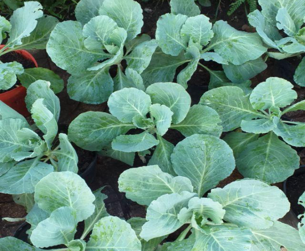 Hình 4. Chọn cây giống cải bắp