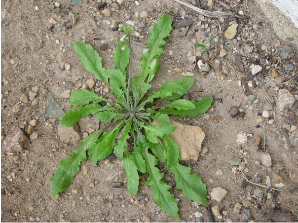 Hình 5. Cây tề thái - nơi trú ngụ của vi khuẩn