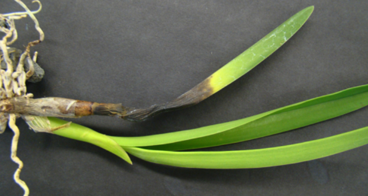 Hình 1. Bệnh đen thân xuất hiện trên cây lan