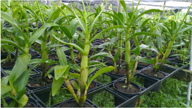 Hình 3. Canh tác hợp lý