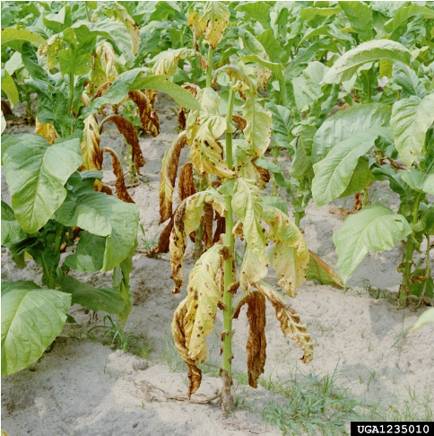 Hình 1. Cây thuốc lá bị bệnh đen thân