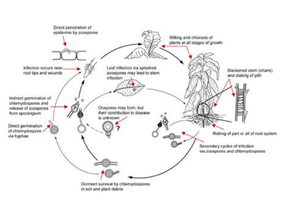 Hình 2. Chu trình sinh trưởng và phát sinh bệnh đen thân thuốc lá