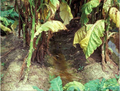 Hình 3. Đất trũng nước là điều kiện phát sinh bệnh hại