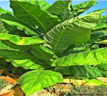 Hình 4. Chăm sóc cây tốt giúp cây khỏe mạnh, mang lại năng suất cao