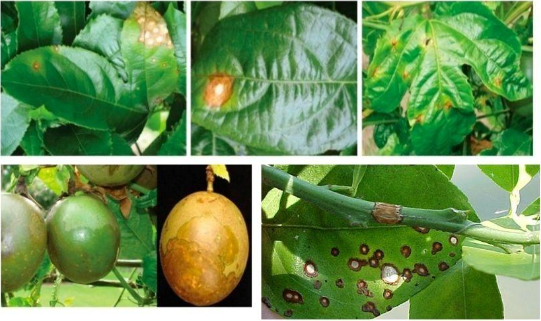 Hình 1. Bệnh đốm dầu (dầu loang)