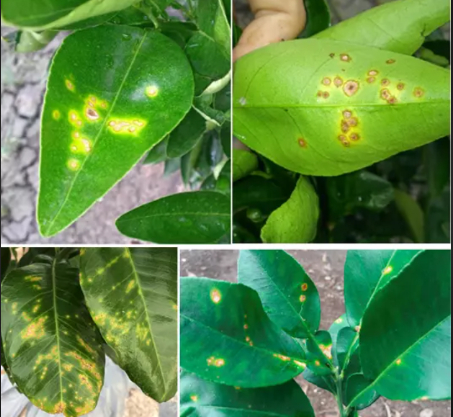 Hình 2. Vệt dầu loang trên lá non ở cây cam chanh