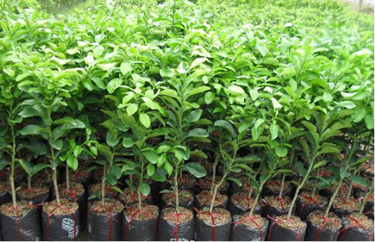 Hình 4. Chọn cây giống khỏe mạnh