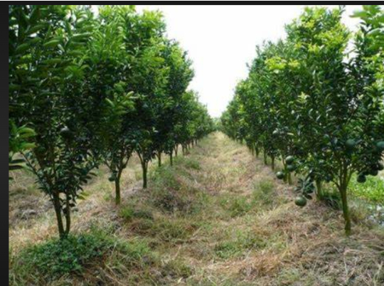 Hình 5. Canh tác hợp lý