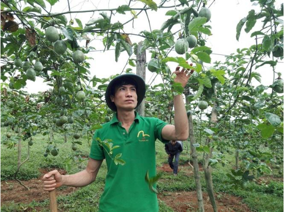 Hình 6. Thăm ruộng kiểm dịch