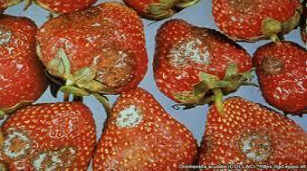 Hình 1: Bệnh đốm đen dâu tây