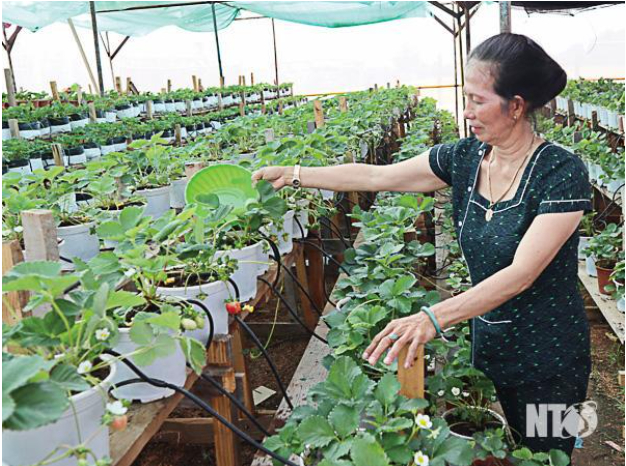 Hình 6: Chăm sóc vườn dâu tây