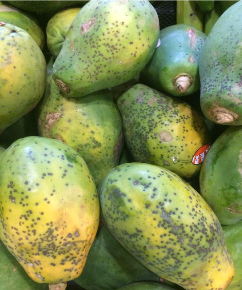 Hình 3: Các quả đu đủ nhiễm bệnh lây cho nhau