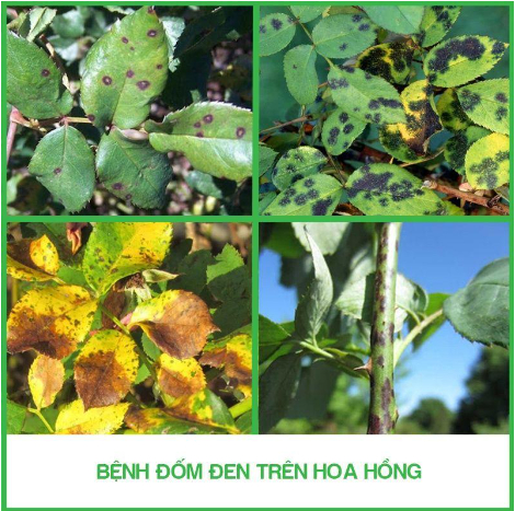 Hình 1. Bệnh đốm đen trên hoa hồng