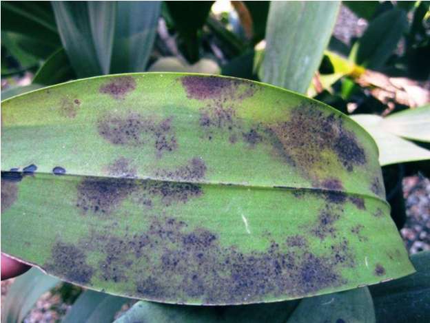 Hình 2. Bệnh đốm đen trên lá hoa lan