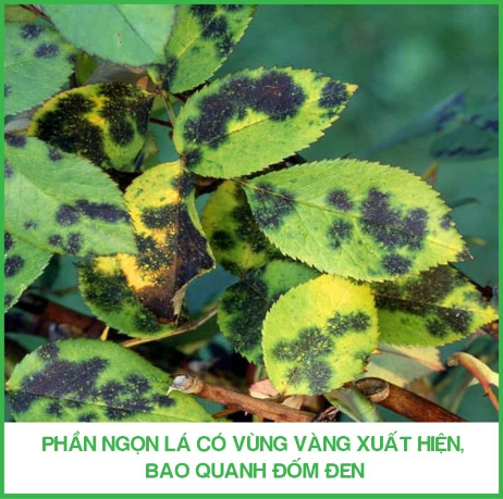 Hình 3. Vết bệnh trên lá