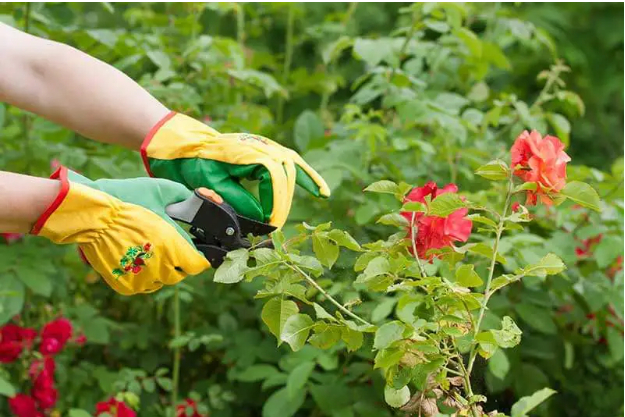 Hình 4. Thực hiện cắt tỉa