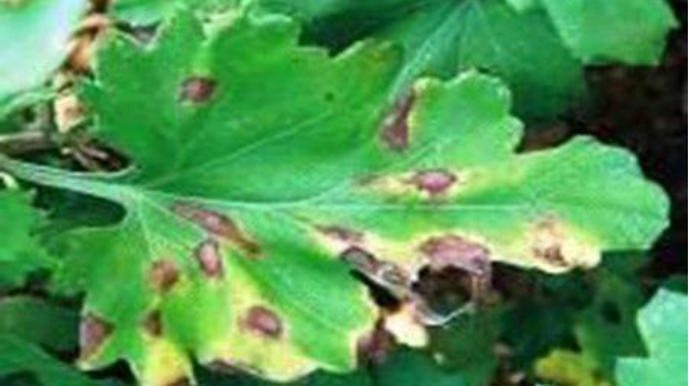 Hình 1: Bệnh đốm xám đen lá hoa cúc