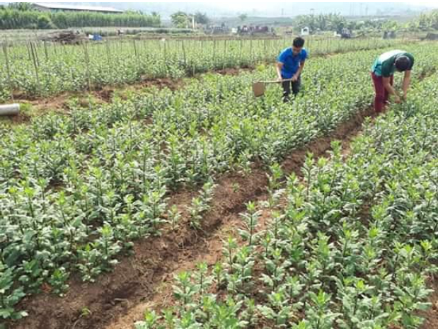 Hình 4: Chăm sóc vườn hoa cúc